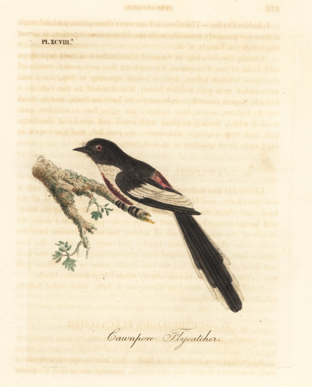 Valkovatsa-minivet, Pericrocotus erythropygius (Cawnpore-perhosieppo). Intia. John Lathamin piirtämä ja kaiverrettu käsinvärinen kuparilevy omasta lintujen yleishistoriasta, Winchester tekijältä John Latham