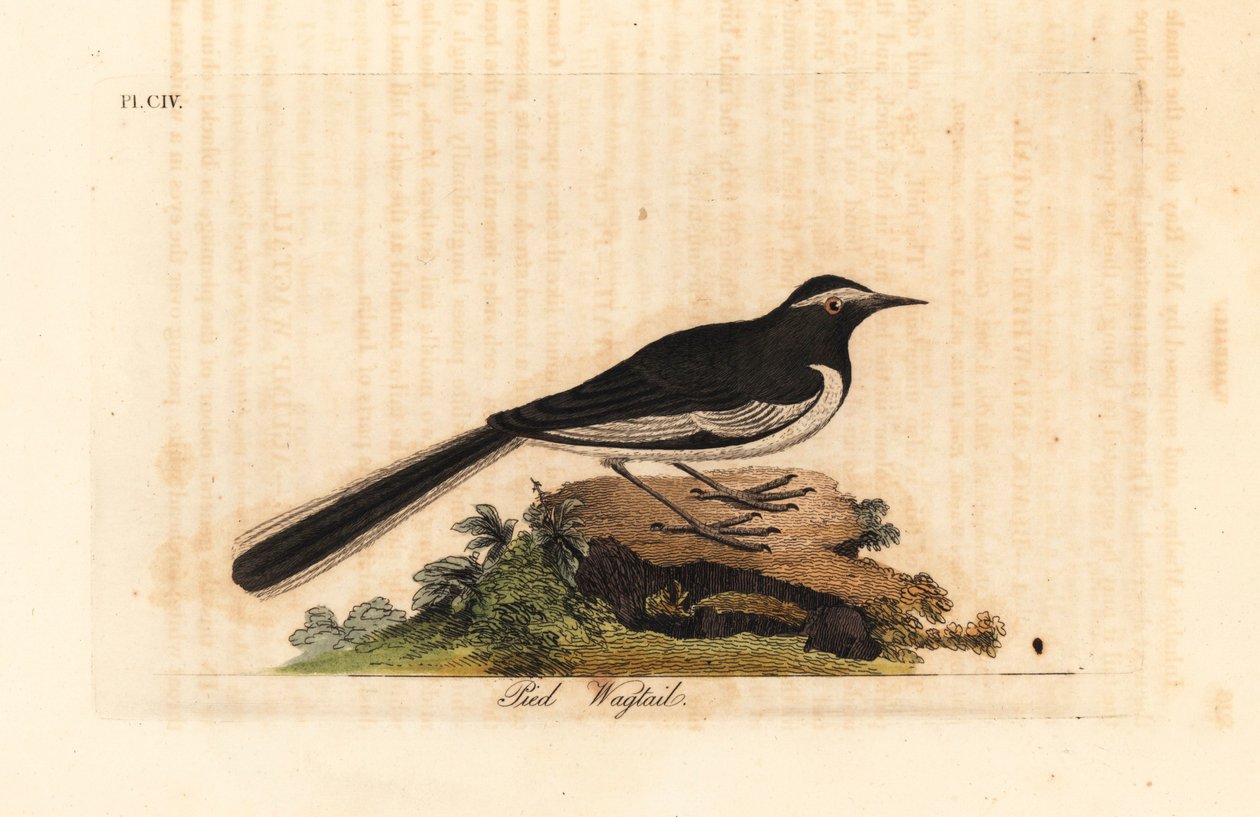 Valkokulmainen västäräkki kultainen leveäjalkainen västärä, Motacilla maderaspatensis. (Intian jalkakärpäs). John Lathamin piirtämä ja kaiverrettu käsinvärinen kuparilevy omasta lintujen yleishistoriasta, Winchester tekijältä John Latham