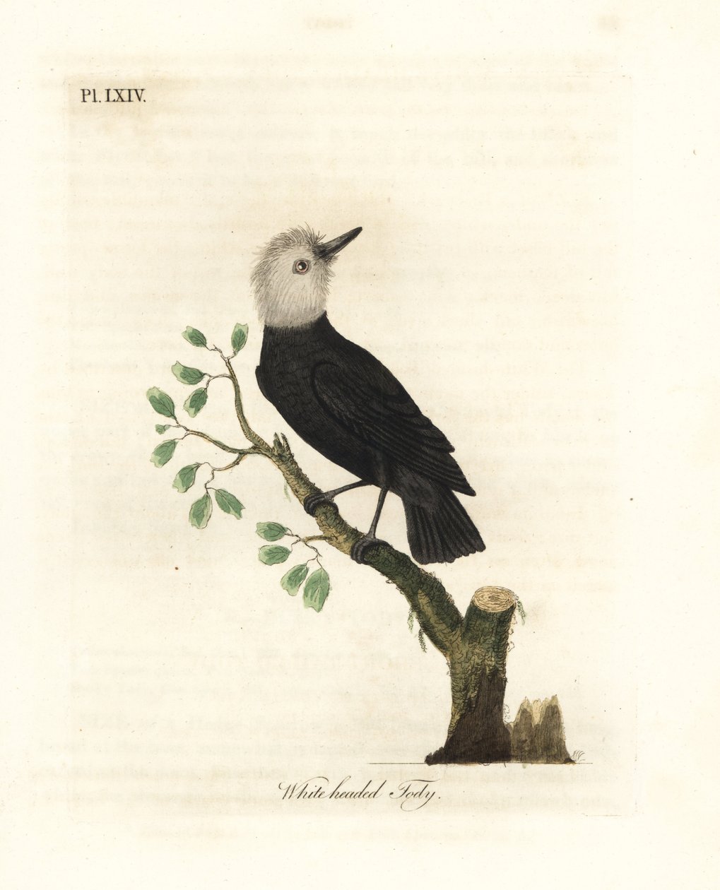 Valkopäinen suotyranni, Arundinicola leucocephala (valkopäinen tody, Todus leucocephalus). John Lathamin piirtämä ja kaiverrettu käsinvärinen kuparilevy omasta lintujen yleishistoriasta, Winchester tekijältä John Latham