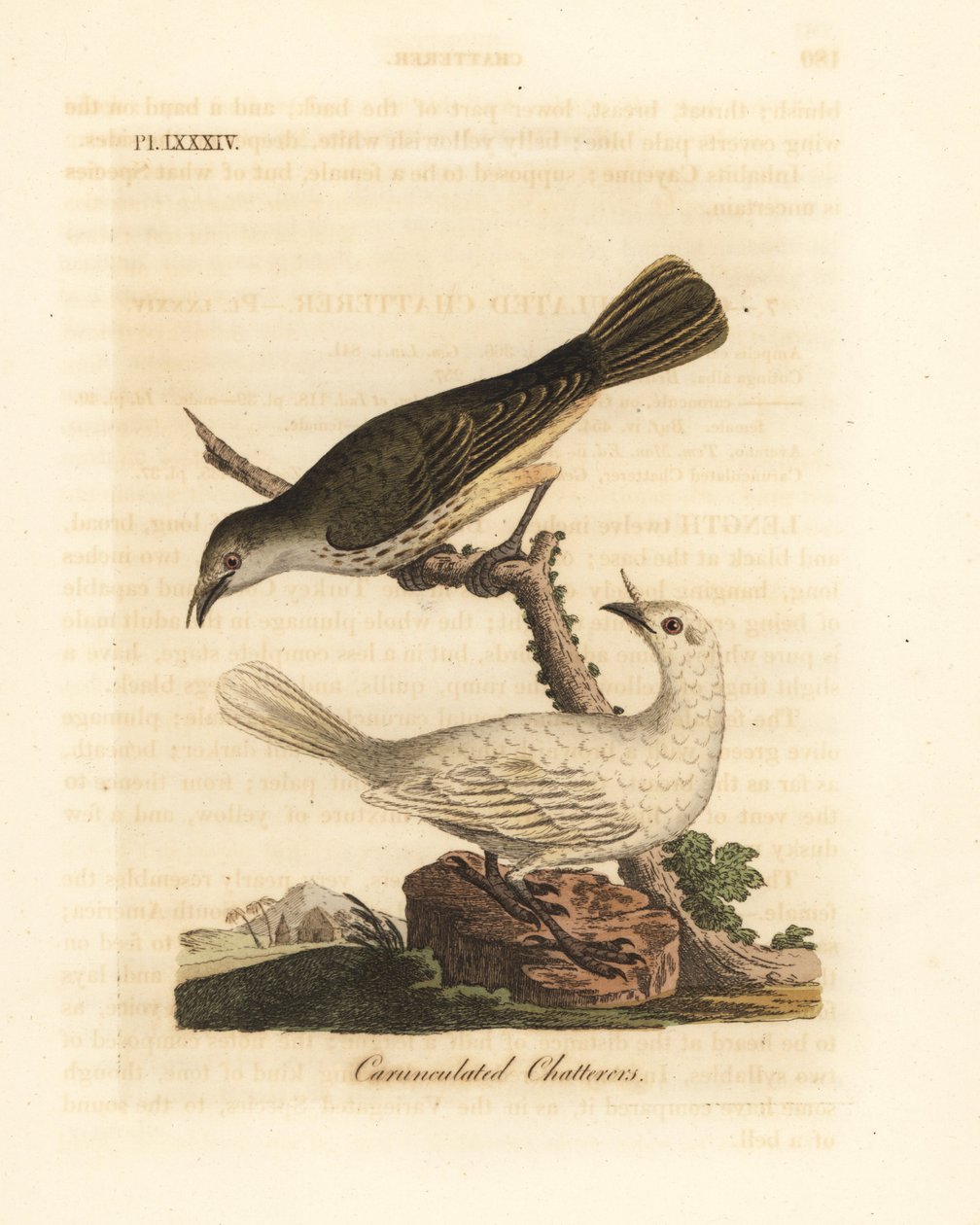 Valkoinen kellolintu, Procnias albus, uros ja naaras (Carunculated chatterer, Ampelis carunculata). John Lathamin piirtämä ja kaiverrettu käsinvärinen kuparilevy omasta lintujen yleishistoriasta, Winchester tekijältä John Latham