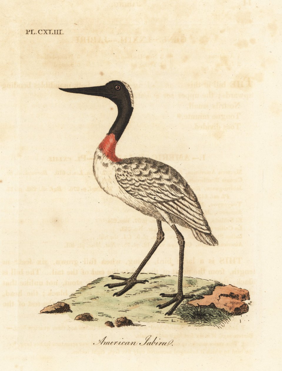 Puuvarasto, Mycteria americana (amerikkalainen jabiru). John Lathamin piirtämä ja kaiverrettu käsinvärinen kuparilevy omasta lintujen yleishistoriasta, Winchester tekijältä John Latham