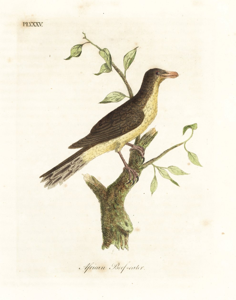 Keltanokkahärkä, Buphagus africanus (afrikkalainen naudanlihansyöjä, Buphaga africana). John Lathamin piirtämä ja kaiverrettu käsinvärinen kuparilevy omasta lintujen yleishistoriasta, Winchester tekijältä John Latham
