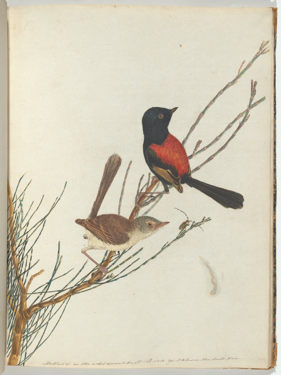 Scarlet & black warbler Lewin, John. Uuden Etelä -Walesin linnut luonnonhistoriansa kanssa. Sydney- G. tekijältä John William Lewin