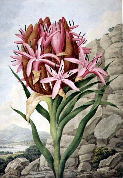 PD.757-1973 Spear Lily (Doryanthes excellsa) tekijältä John Lindley