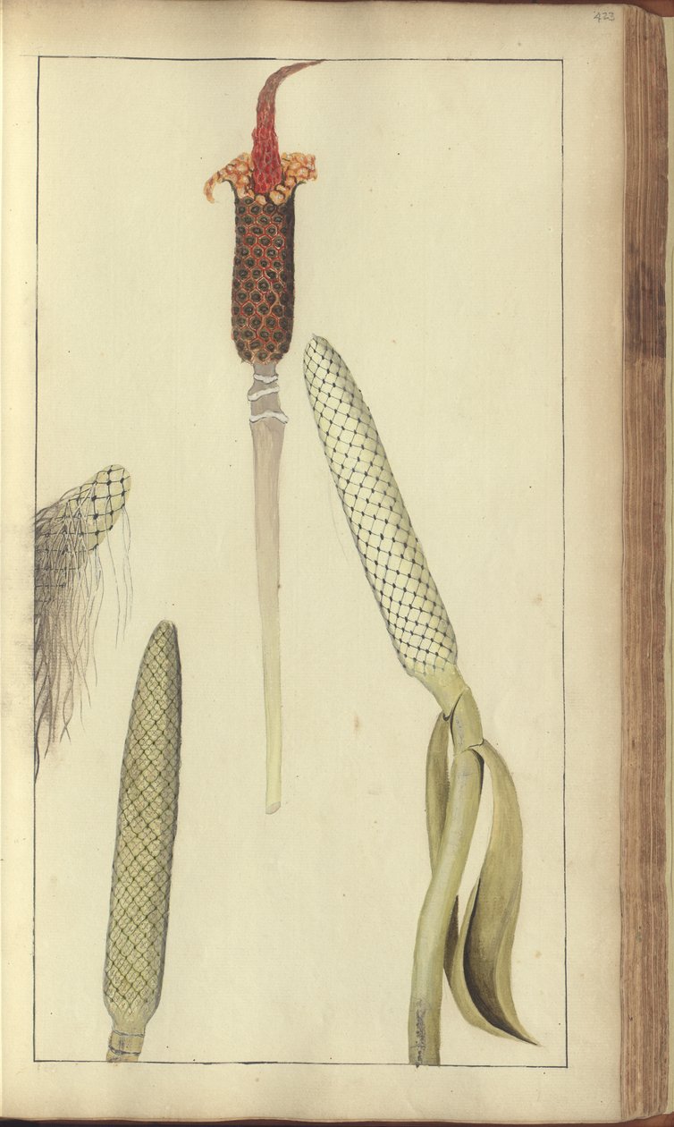 Sivu julkaisusta "Elegancies of Jamaica", 423 tekijältä John Lindsay
