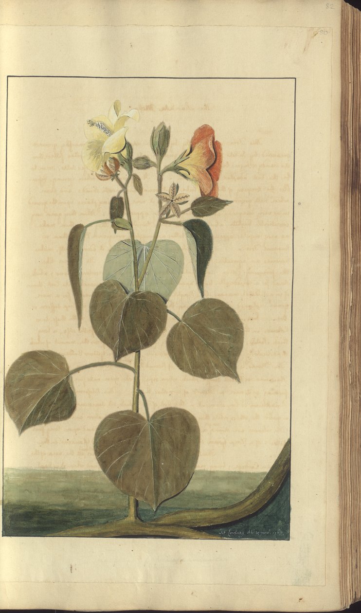 Sivu 80-luvulta "Elegancies of Jamaica". tekijältä John Lindsay