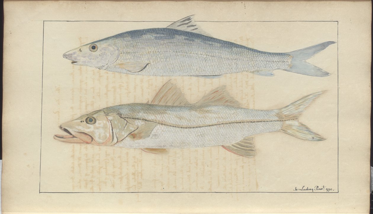 Lindsay Drawings Voi. VII tekijältä John Lindsay