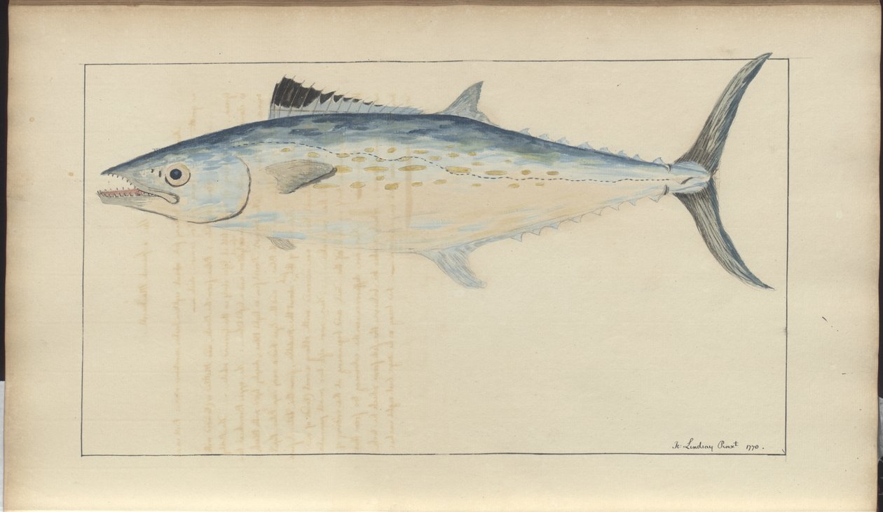 Lindsay Drawings Voi. VII tekijältä John Lindsay