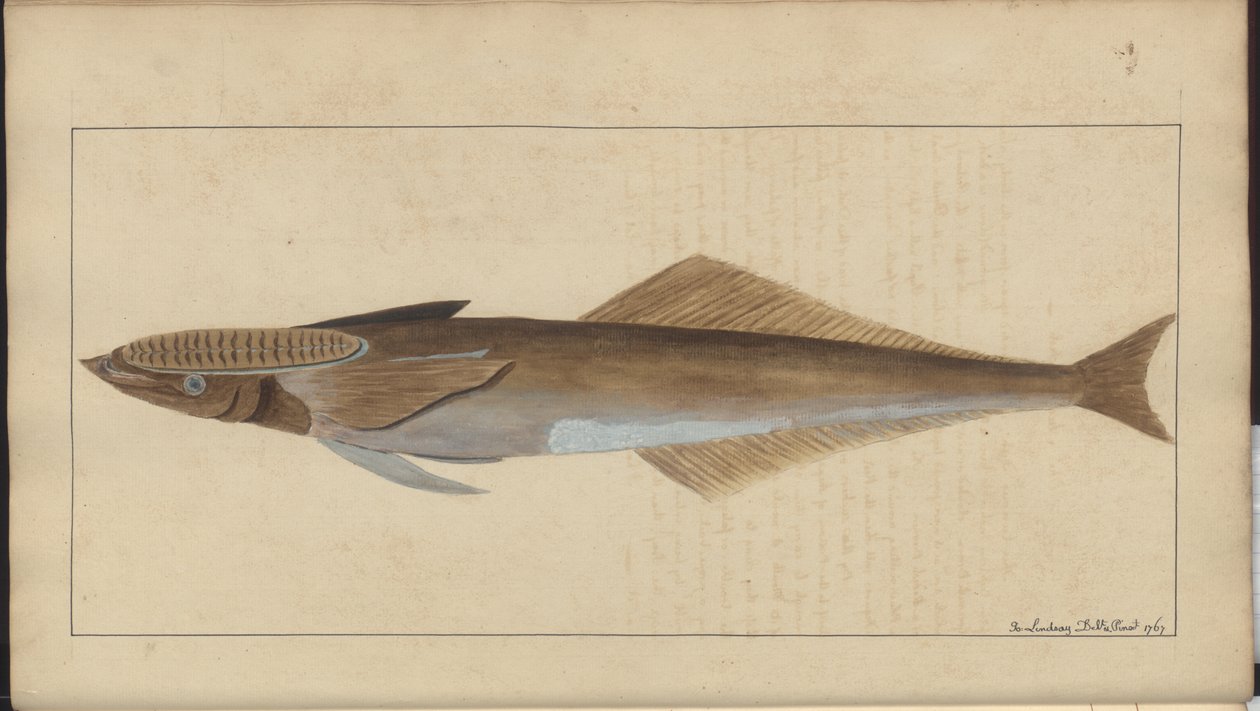 Lindsay Drawings Voi. VII tekijältä John Lindsay