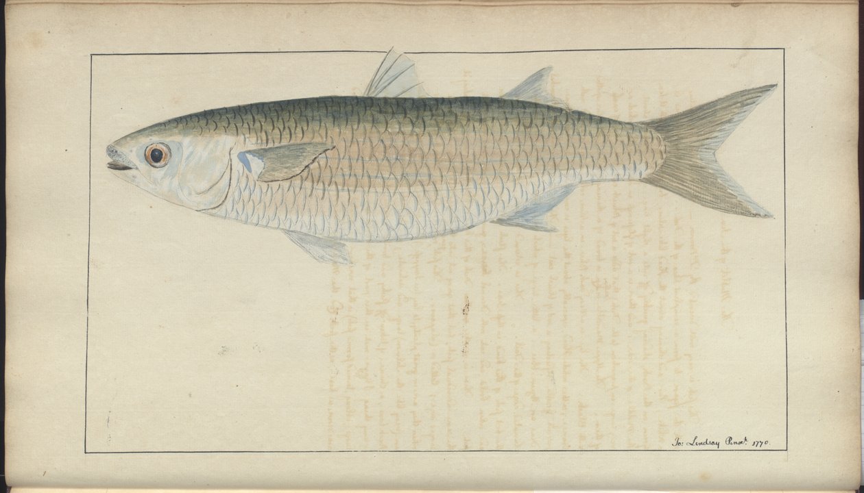 Lindsay Drawings Voi. VII, 20 tekijältä John Lindsay
