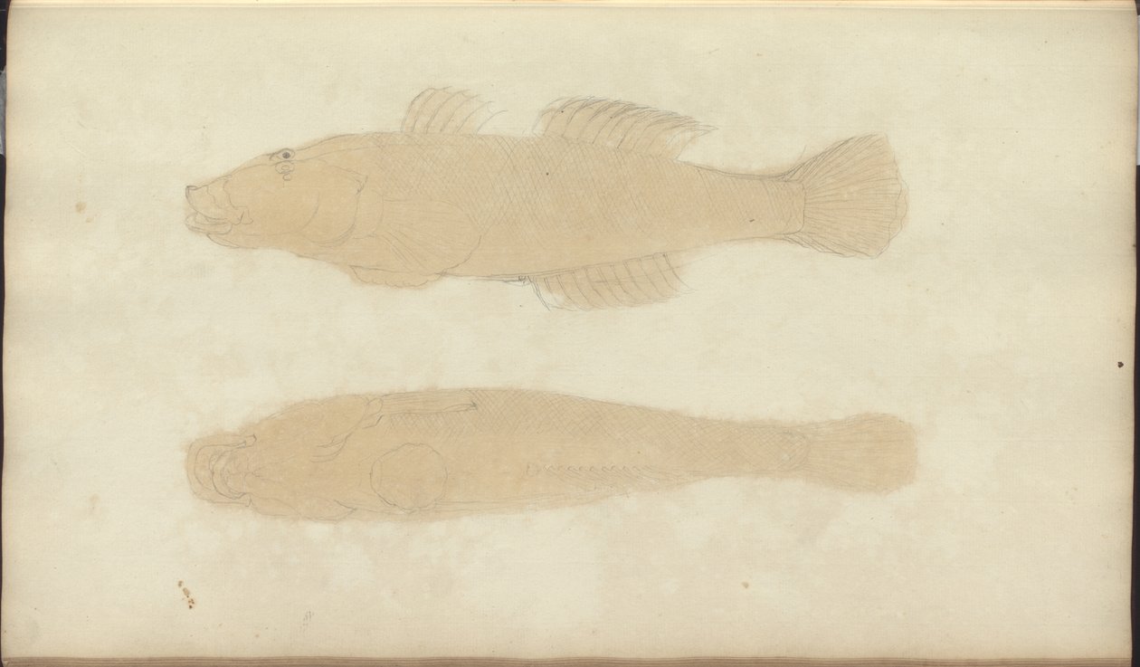 Lindsay Drawings Voi. VII, 21 tekijältä John Lindsay