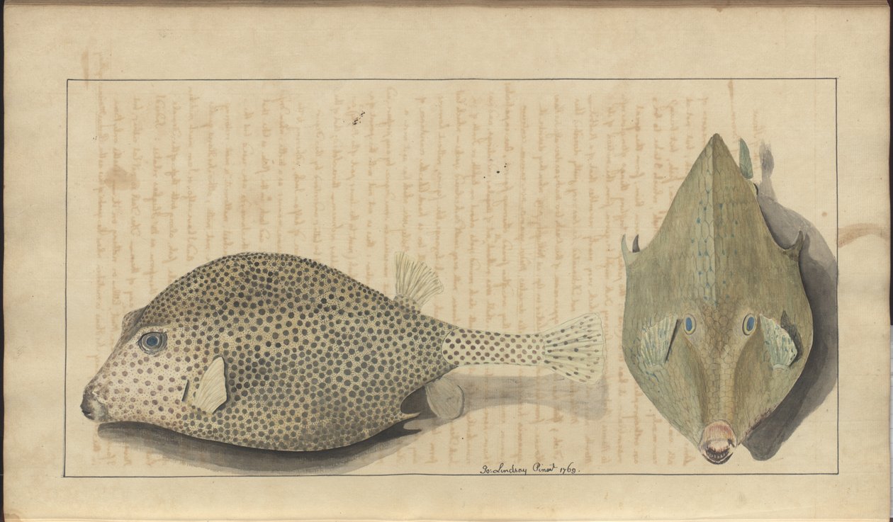 Lindsay Drawings Voi. VII, 26 tekijältä John Lindsay