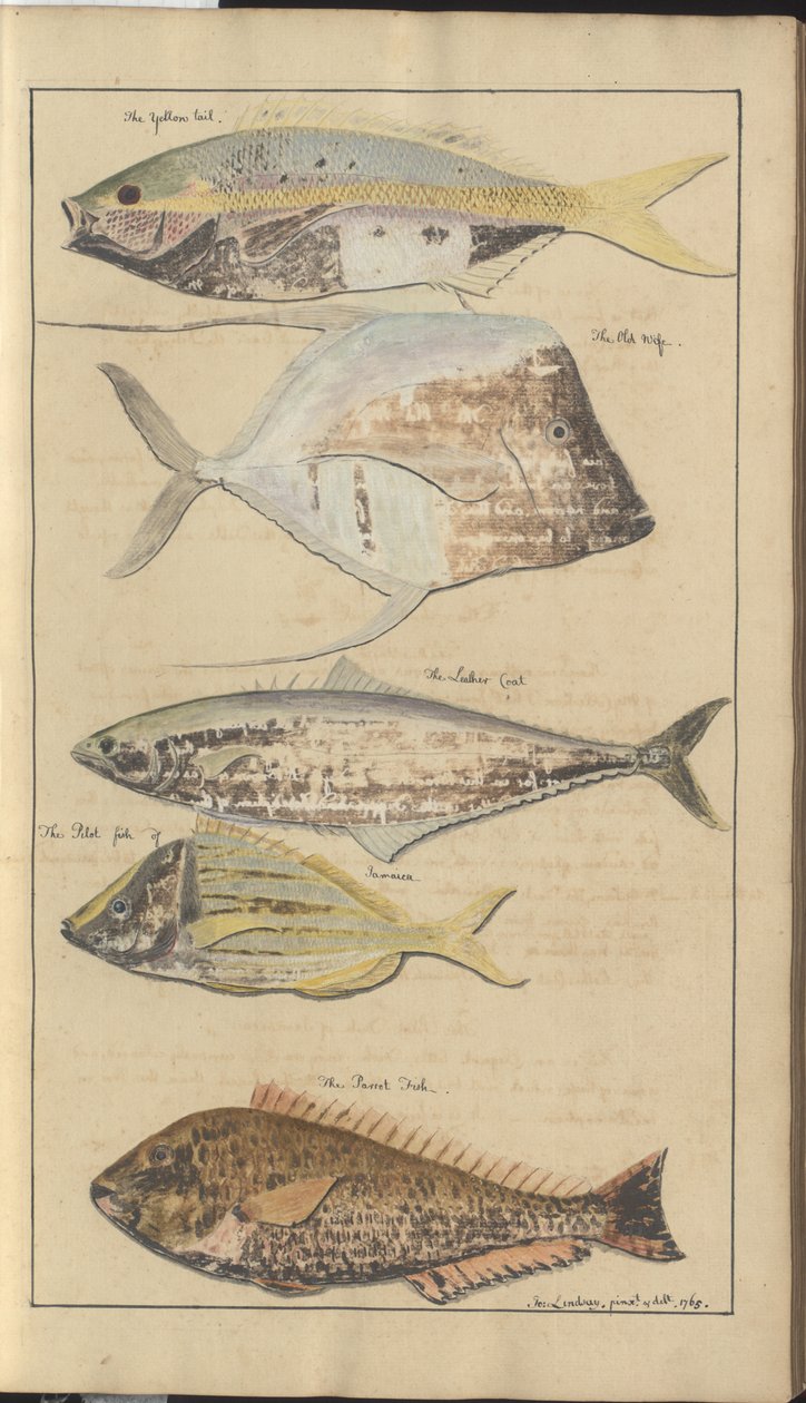 Lindsay Drawings Voi. VII, 2 tekijältä John Lindsay