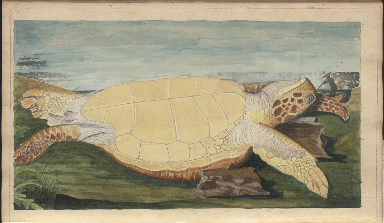 Lindsay Drawings Voi. VII, 31 tekijältä John Lindsay