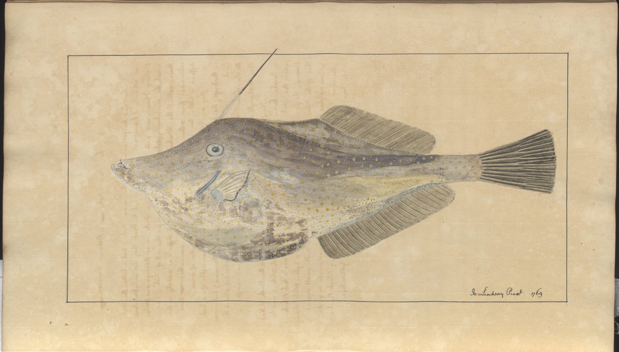 Lindsay Drawings Voi. VII, 7 tekijältä John Lindsay