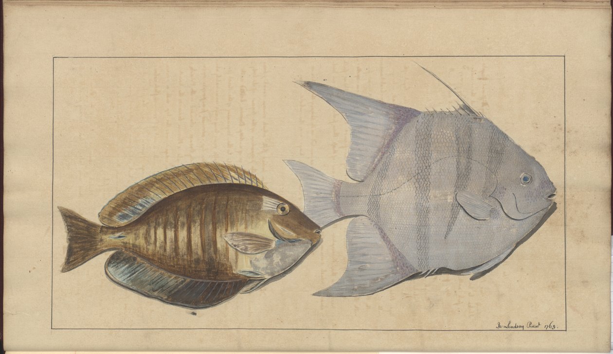 Lindsay Drawings Voi. VII, 8 tekijältä John Lindsay