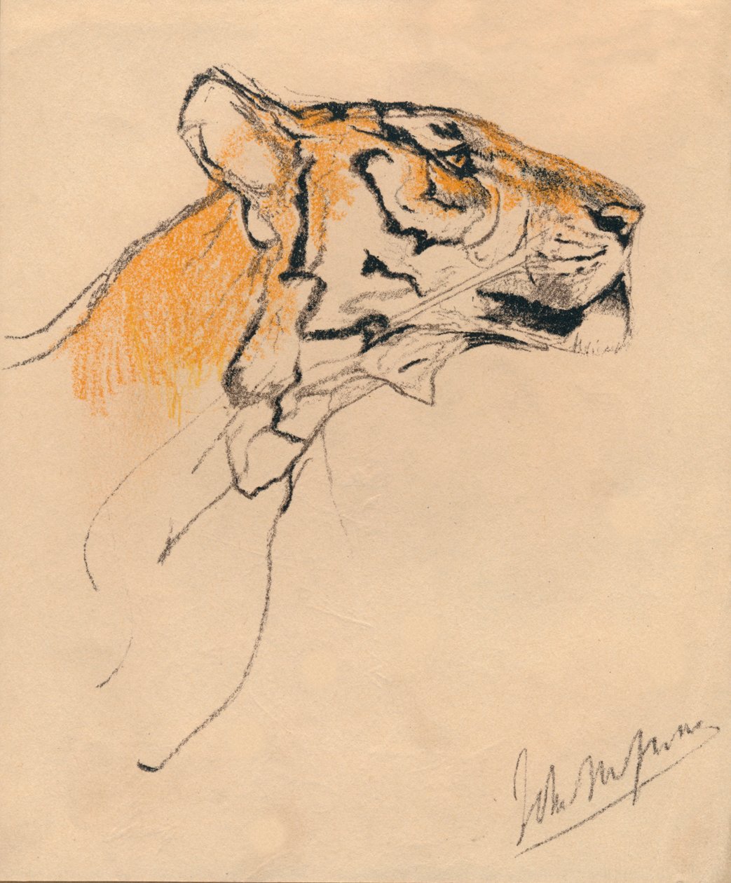 Tiikerin pää, 1910 tekijältä John Macallan Swan