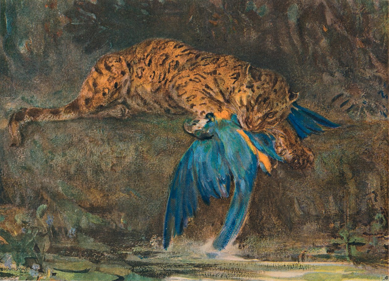 Jaguaari ja ara, 1800-luvun loppu tekijältä John Macallan Swan
