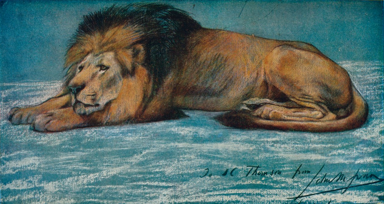 Pastellitutkimus leijonasta, c1900 tekijältä John Macallan Swan