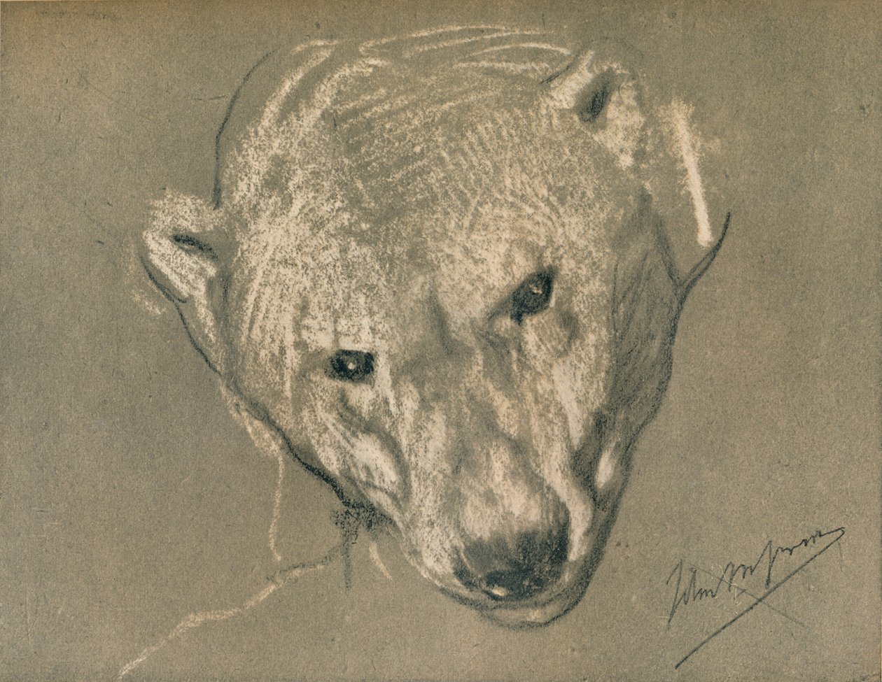 Tutkimus jääkarhun päästä, c1901 tekijältä John Macallan Swan