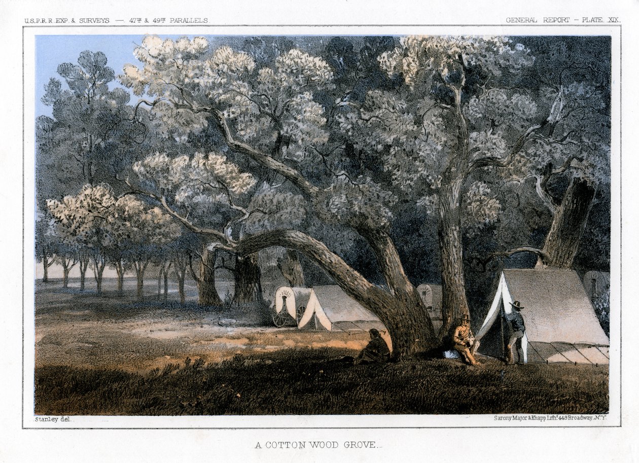 Cotton Wood Grove, 1856 tekijältä John Mix Stanley