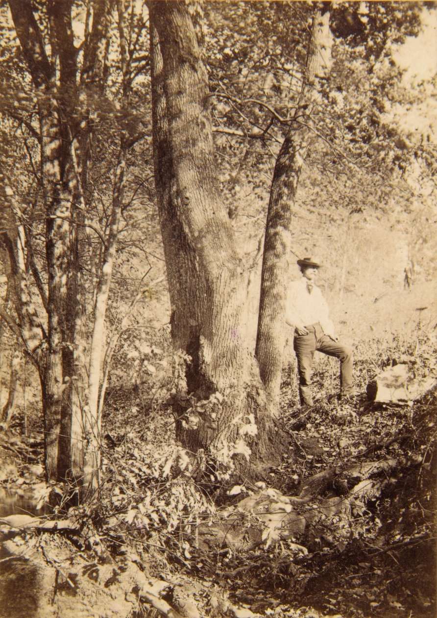 Tacony Creek, Magnolia Poplar tekijältä John Moran