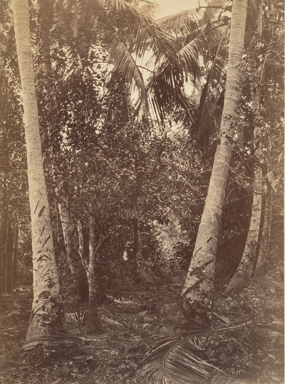 Tropical Scenery, Forest Near Turbo, 1871.  tekijältä John Moran