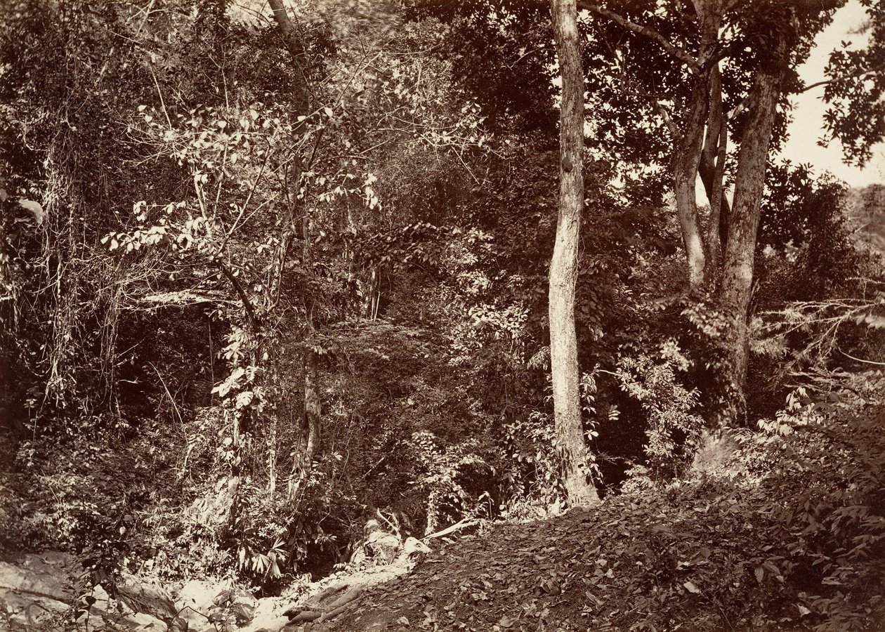 Trooppinen maisema, näkymä lähellä Chipiganaa, 1871. tekijältä John Moran
