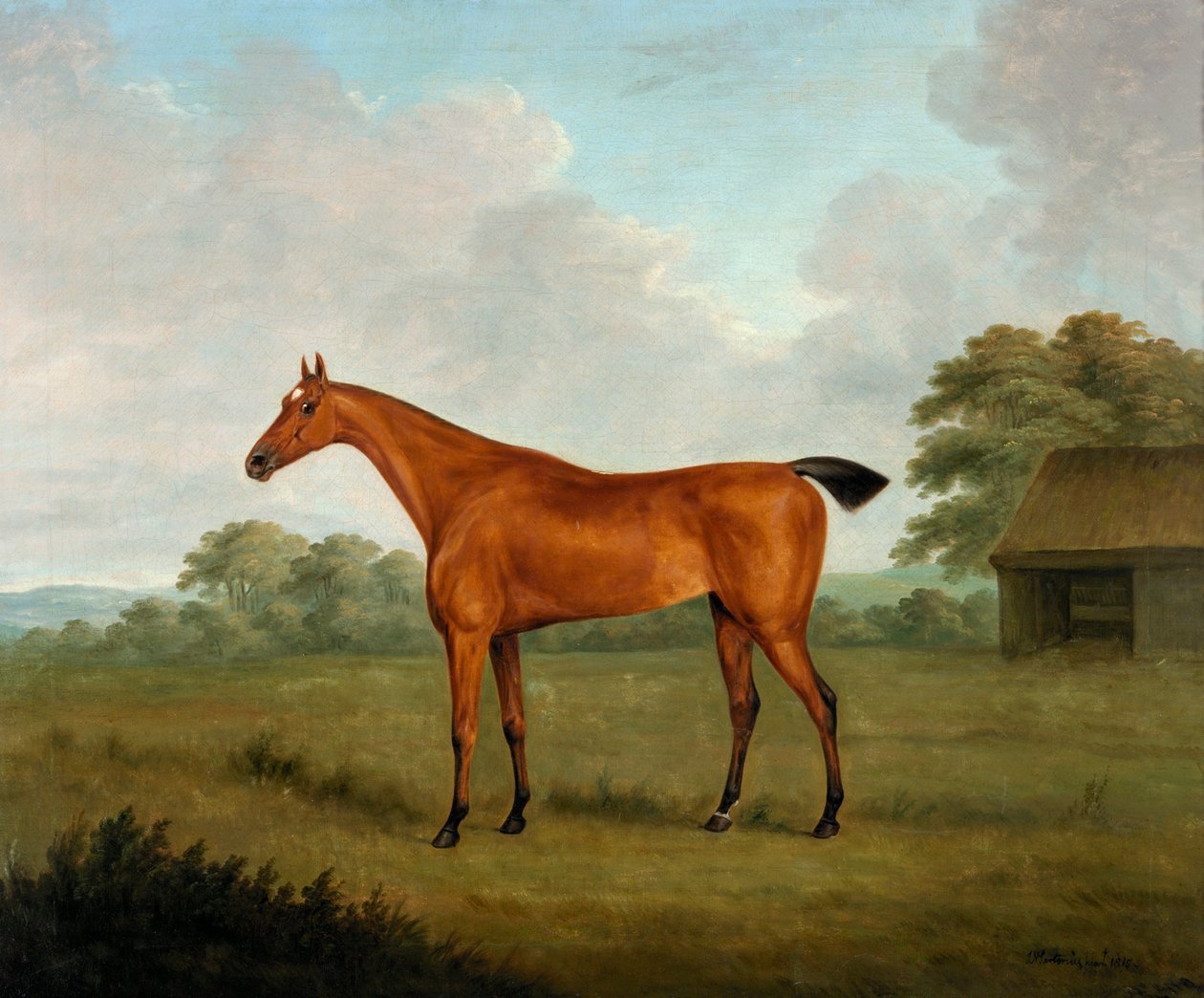 Kastanjahevonen maisemassa, 1815 tekijältä John Nott Sartorius