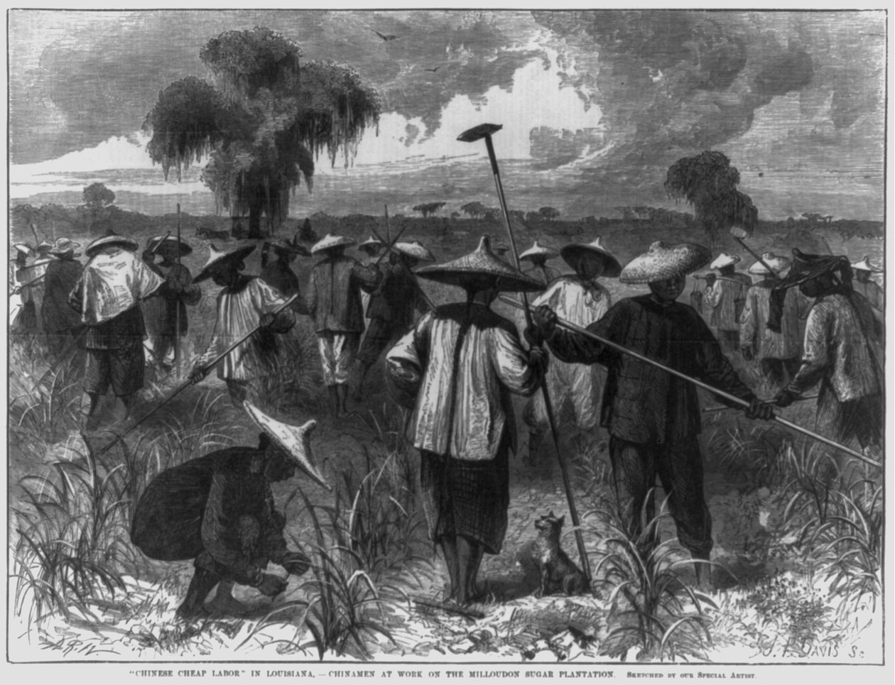 "Kiinalainen halpa työvoima" Louisianassa - kiinalaiset töissä Milloudonin sokeriplantaatilla tekijältä John Parker Davis