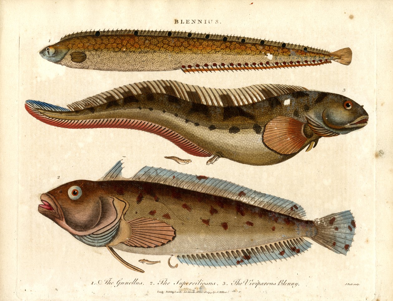 Blennit (Blennius) tekijältä John Pass