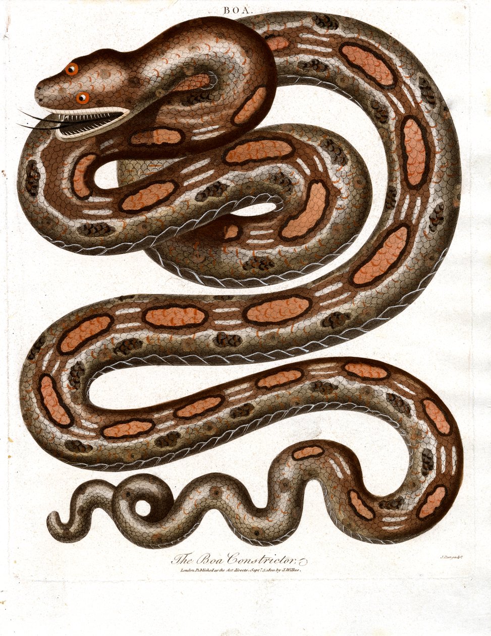 Boa Constrictor tekijältä John Pass