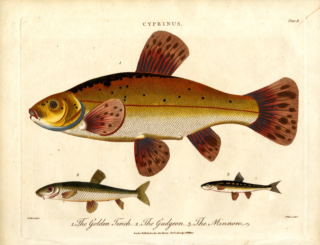Cyprinus: Turska ja muikku. tekijältä John Pass