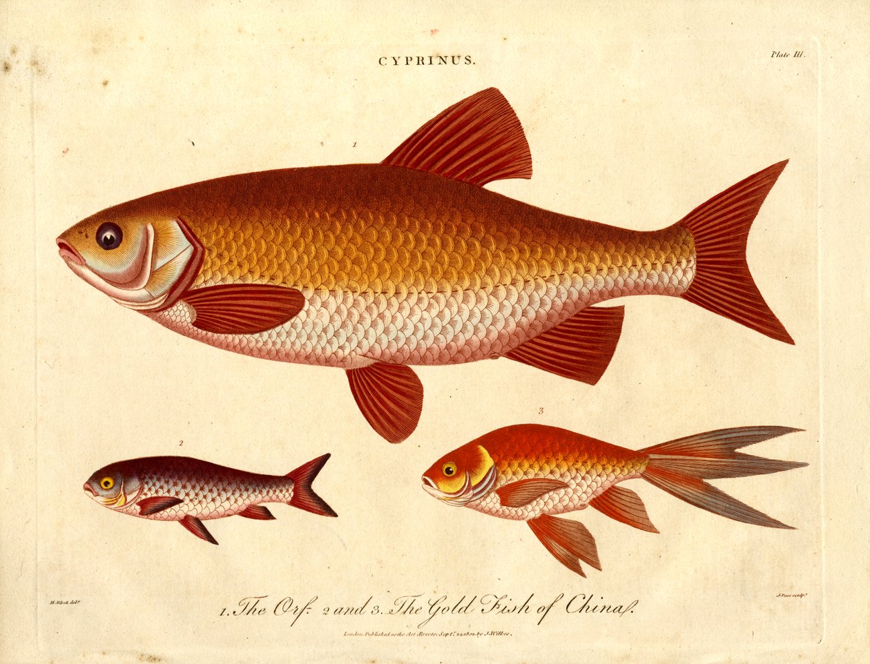 Cyprinus: Orfe ja Gold Fish of China tekijältä John Pass