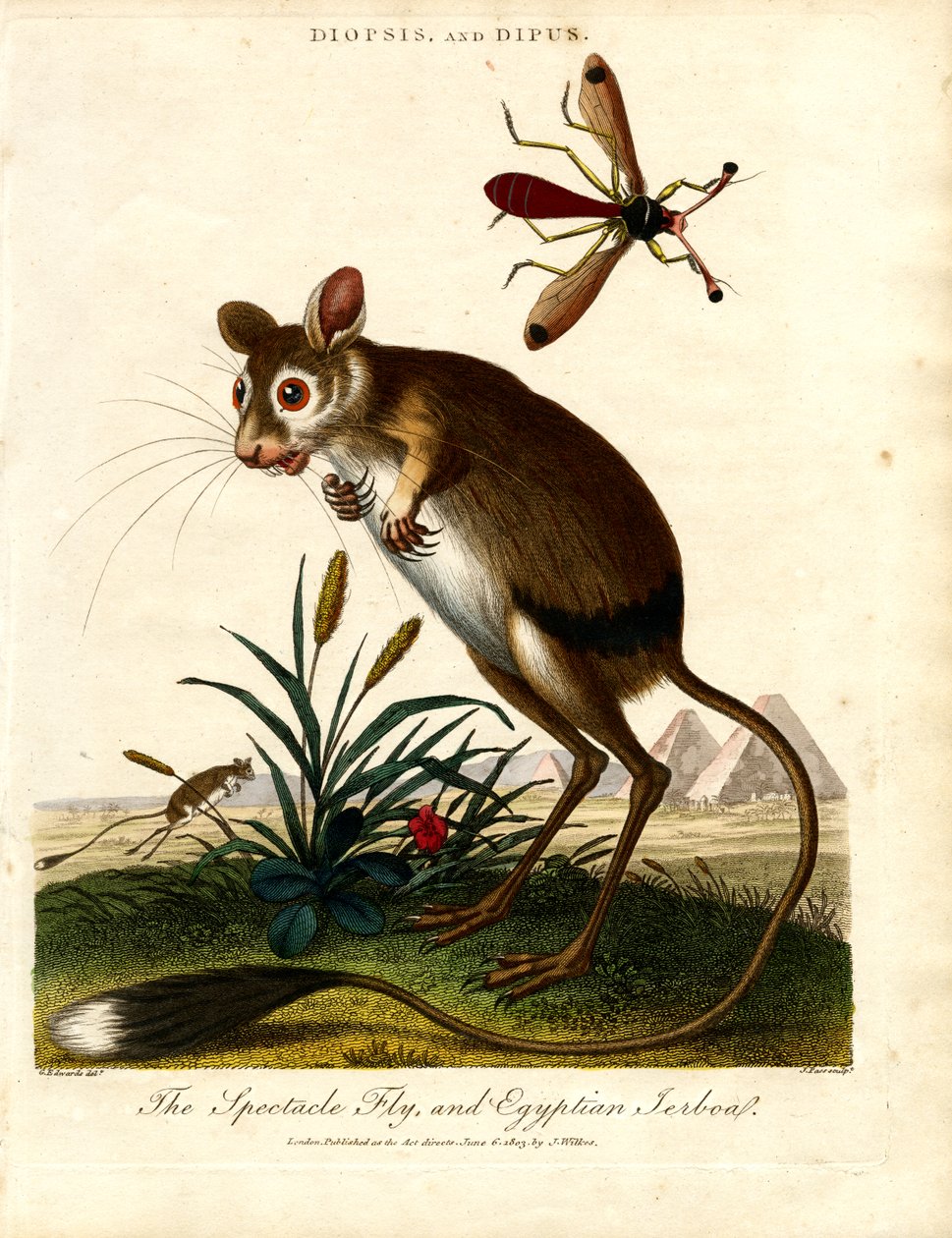 Diopsis ja Dipus (Stalk-eyed Fly ja Egyptian Jerboa). tekijältä John Pass