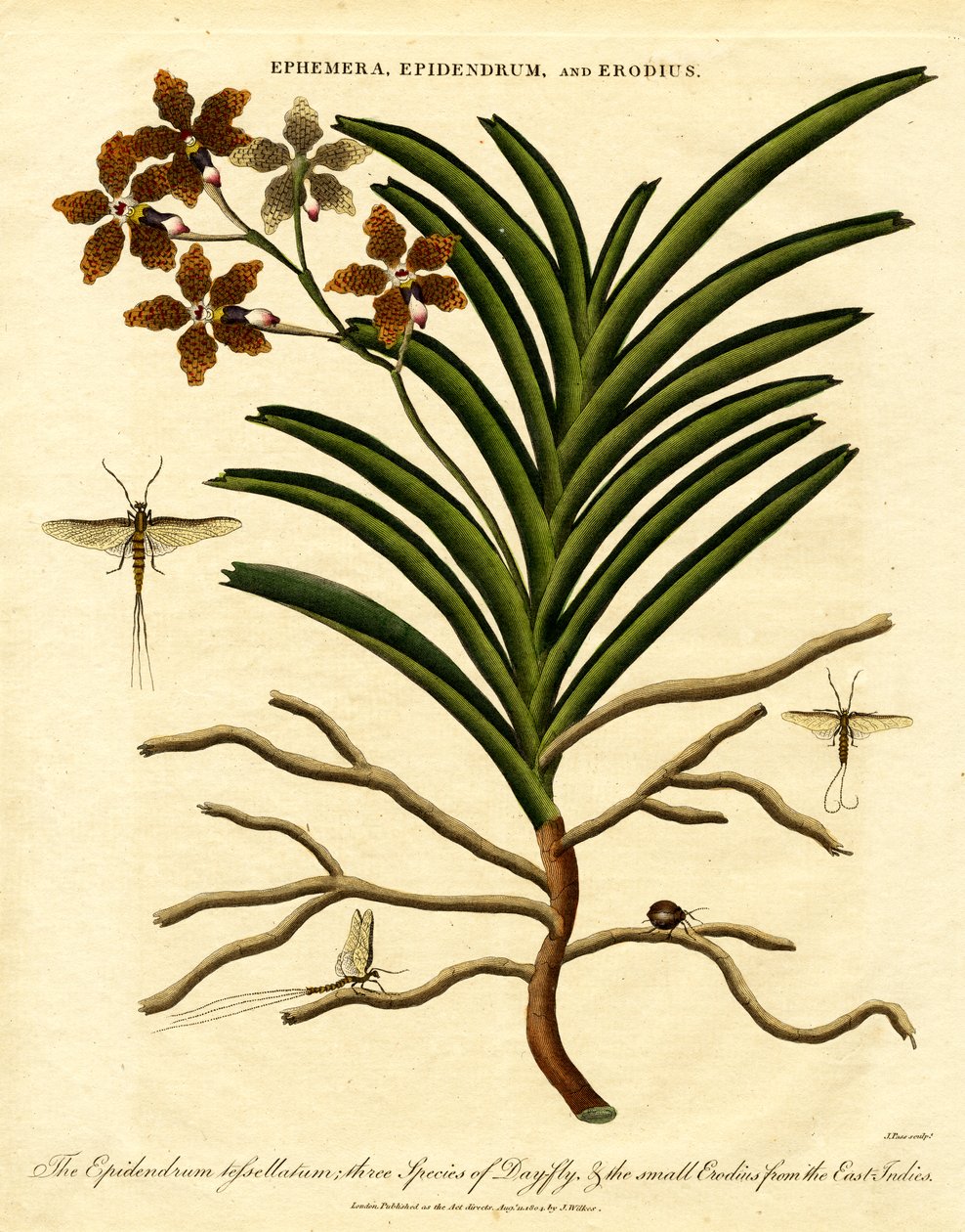 Epidendrum, Ephemera ja Erodius. tekijältä John Pass