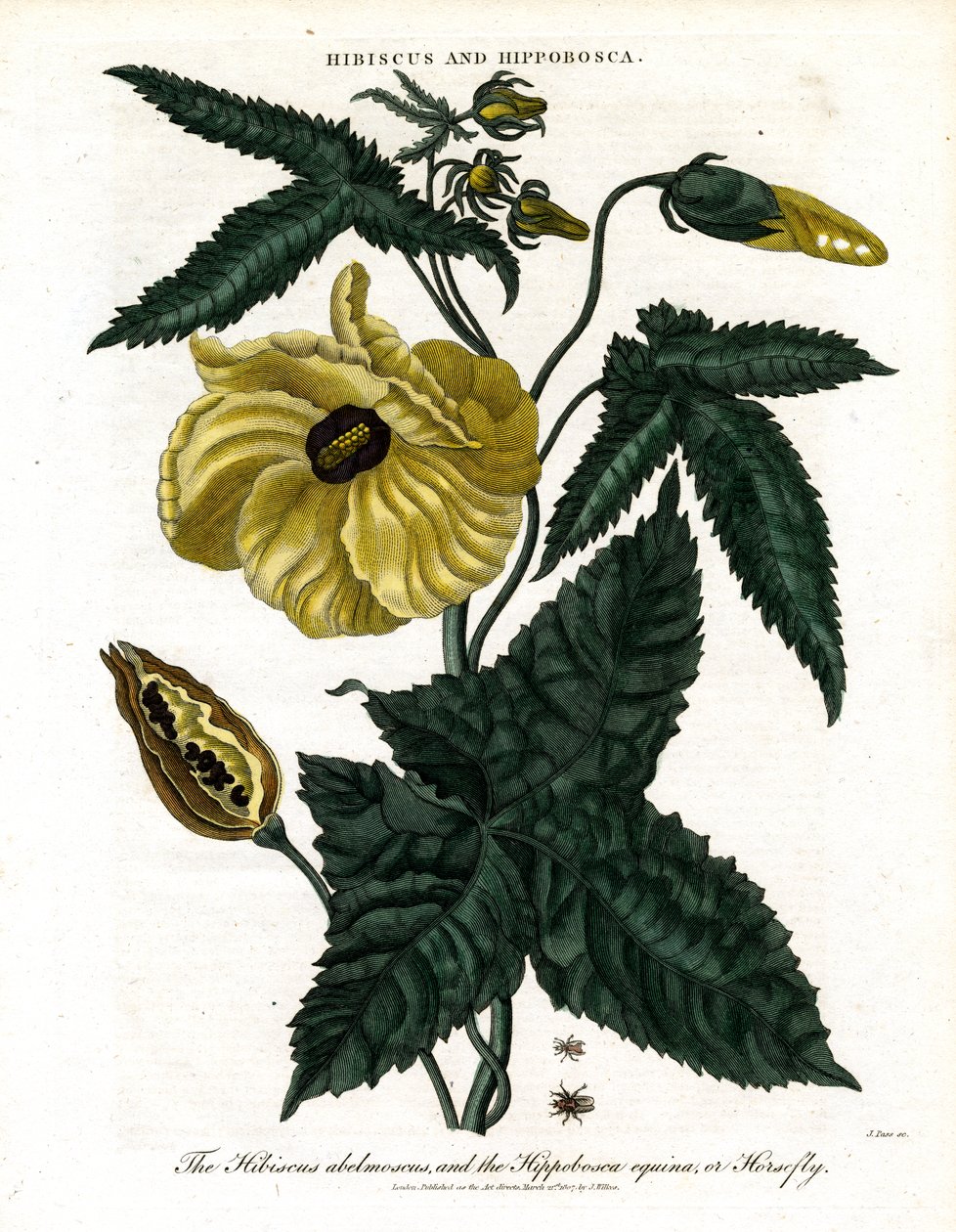 Hibiscus ja Hippobosca tekijältä John Pass