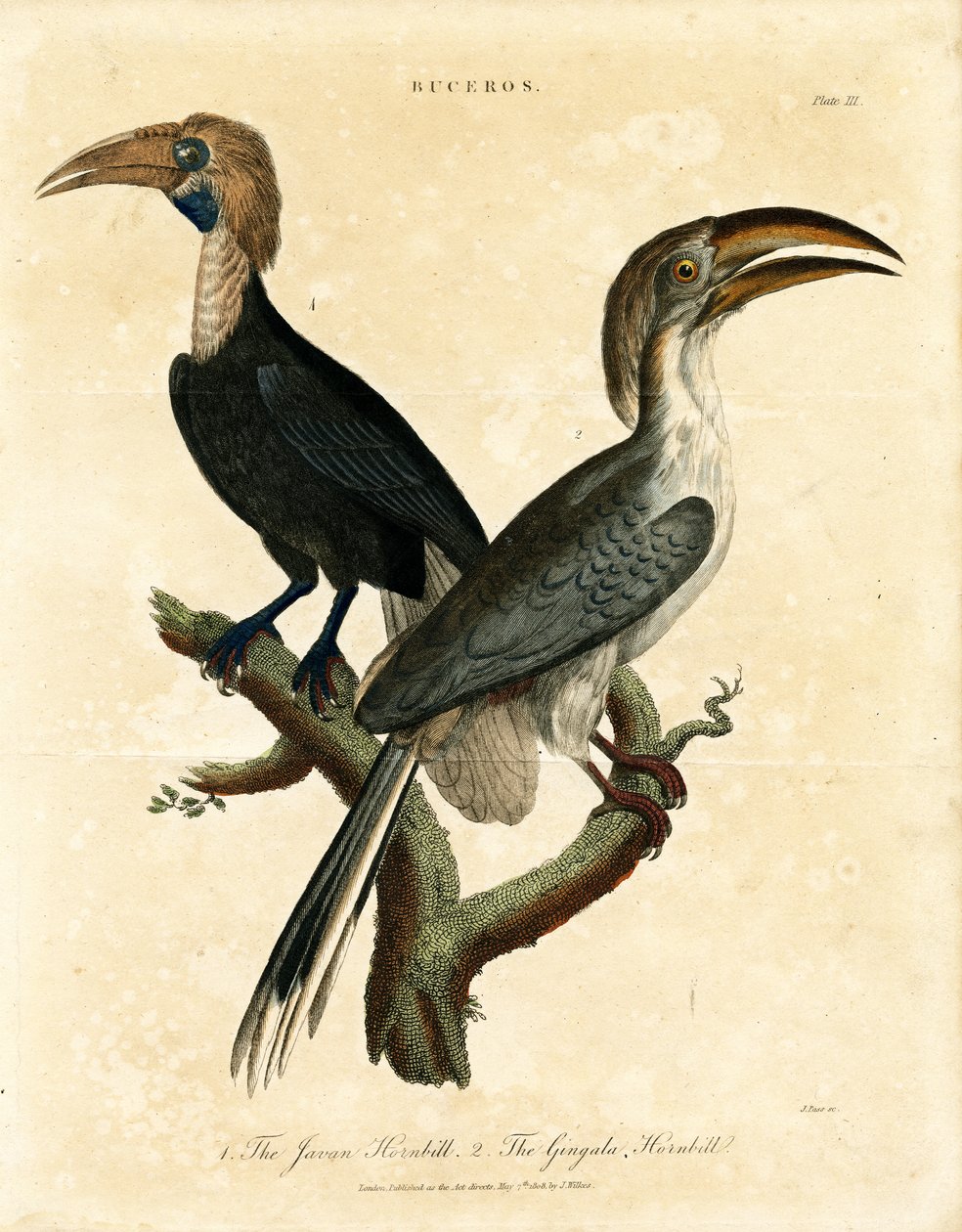 Javan Hornbill ja Gingala Hornbill (Buceros) tekijältä John Pass
