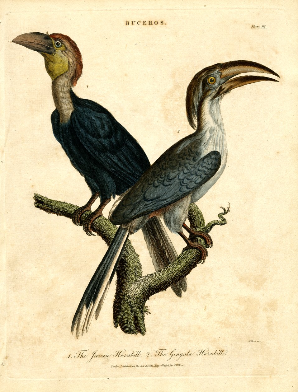 Javan Hornbill ja Gingala Hornbill tekijältä John Pass