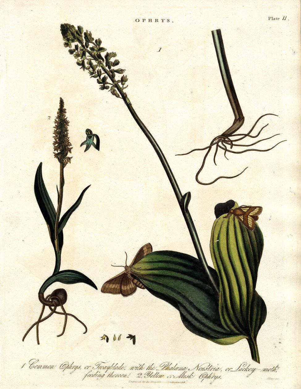 Ophrys Laji ja koi tekijältä John Pass