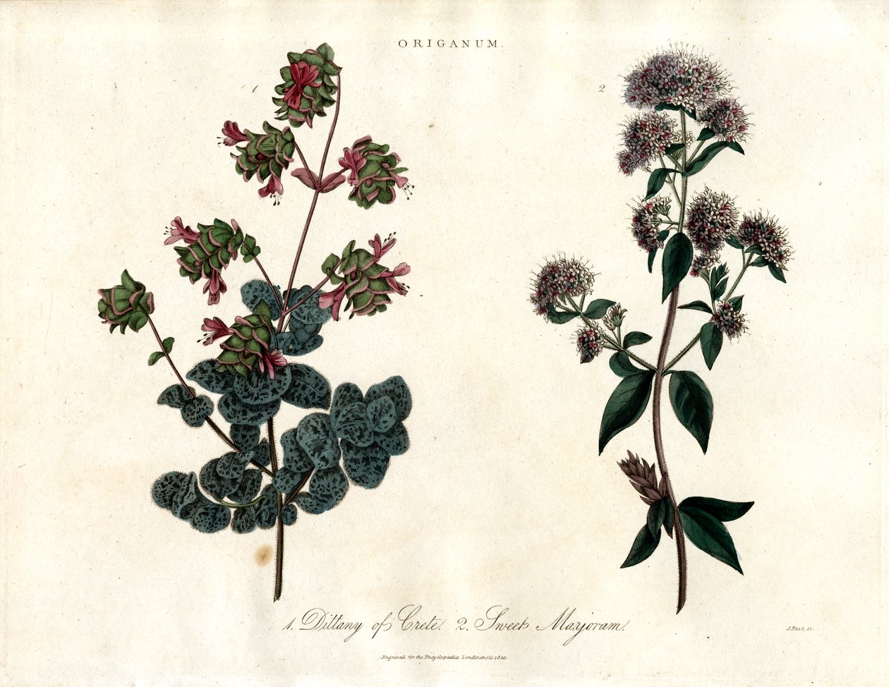 Origanum Laji: Dittany of Crete ja Sweet Marjoram: Dittany of Crete ja Sweet Marjoram tekijältä John Pass