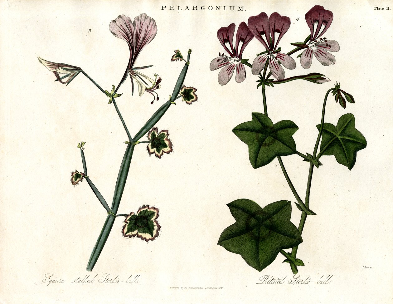 Pelargonium Species (Haikaranlintu) tekijältä John Pass
