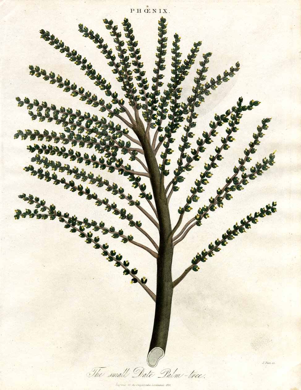 Phoenix (Date Palm) tekijältä John Pass