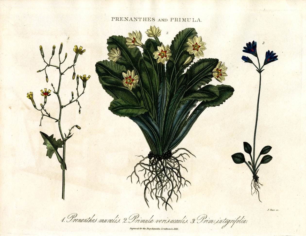 Prenanthes ja Primula: Primrose ja Entire-leaved Primrose. tekijältä John Pass
