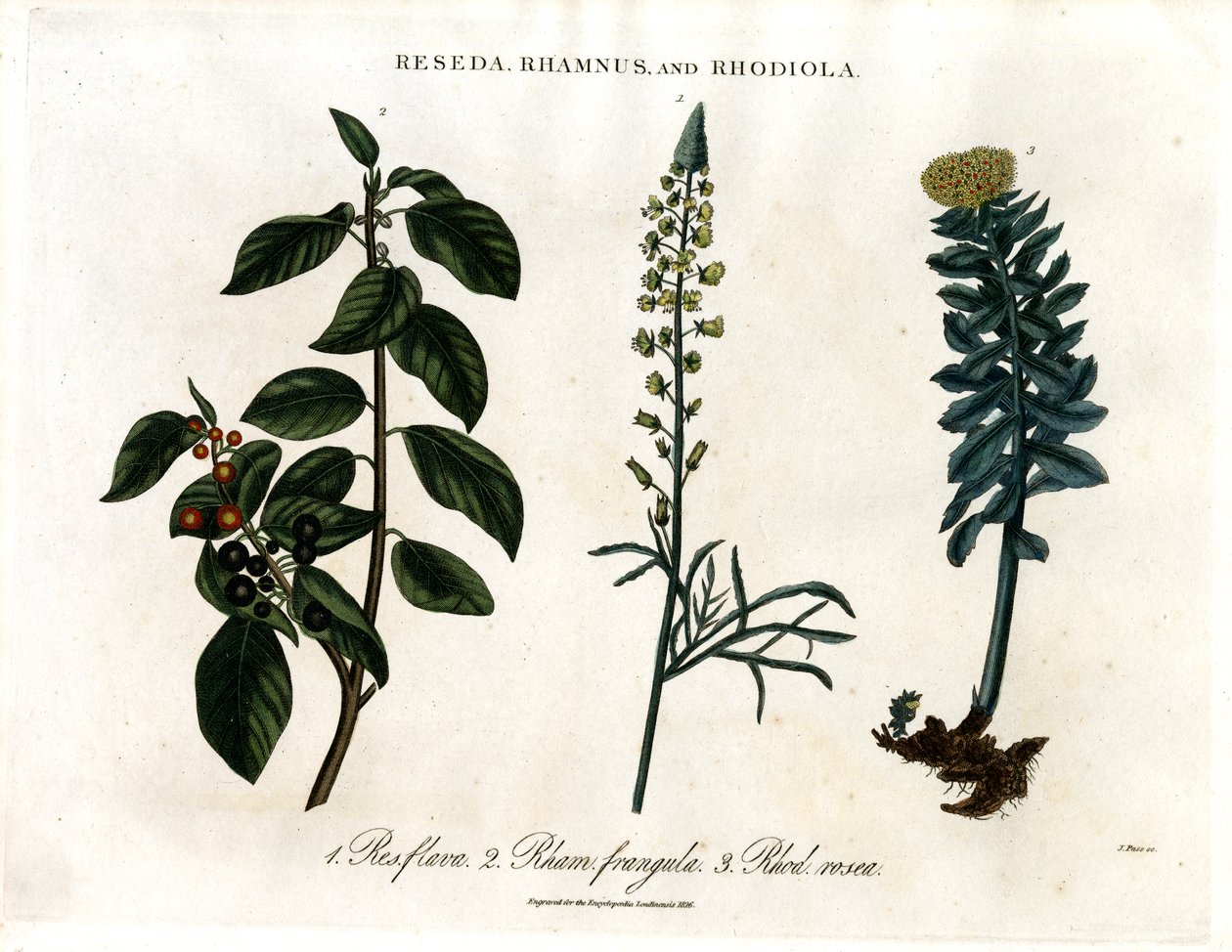 Reseda;Rhamnus ja Rhodiola tekijältä John Pass