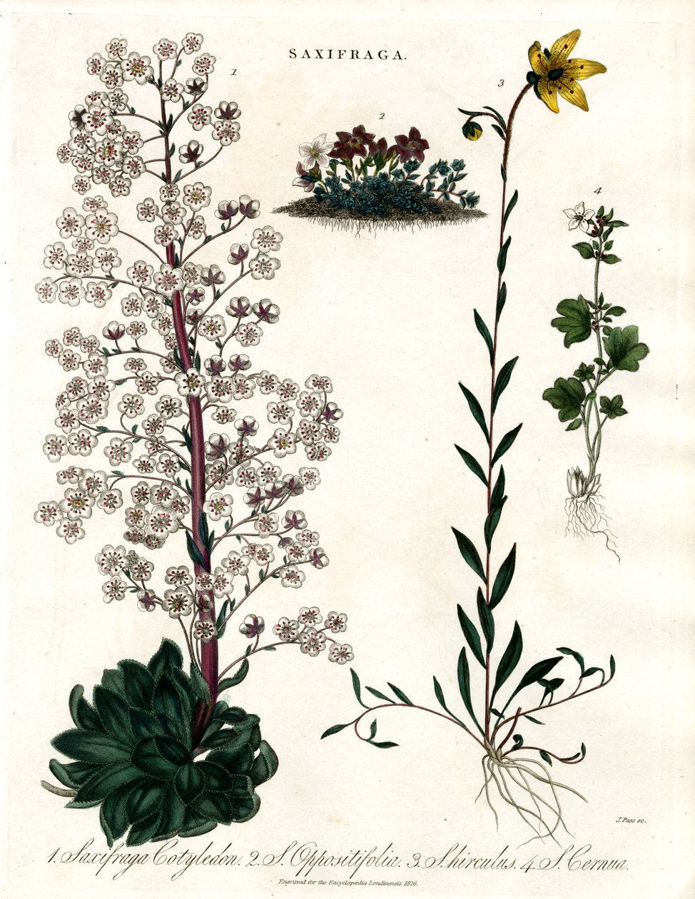 Saxifraga Laji tekijältä John Pass