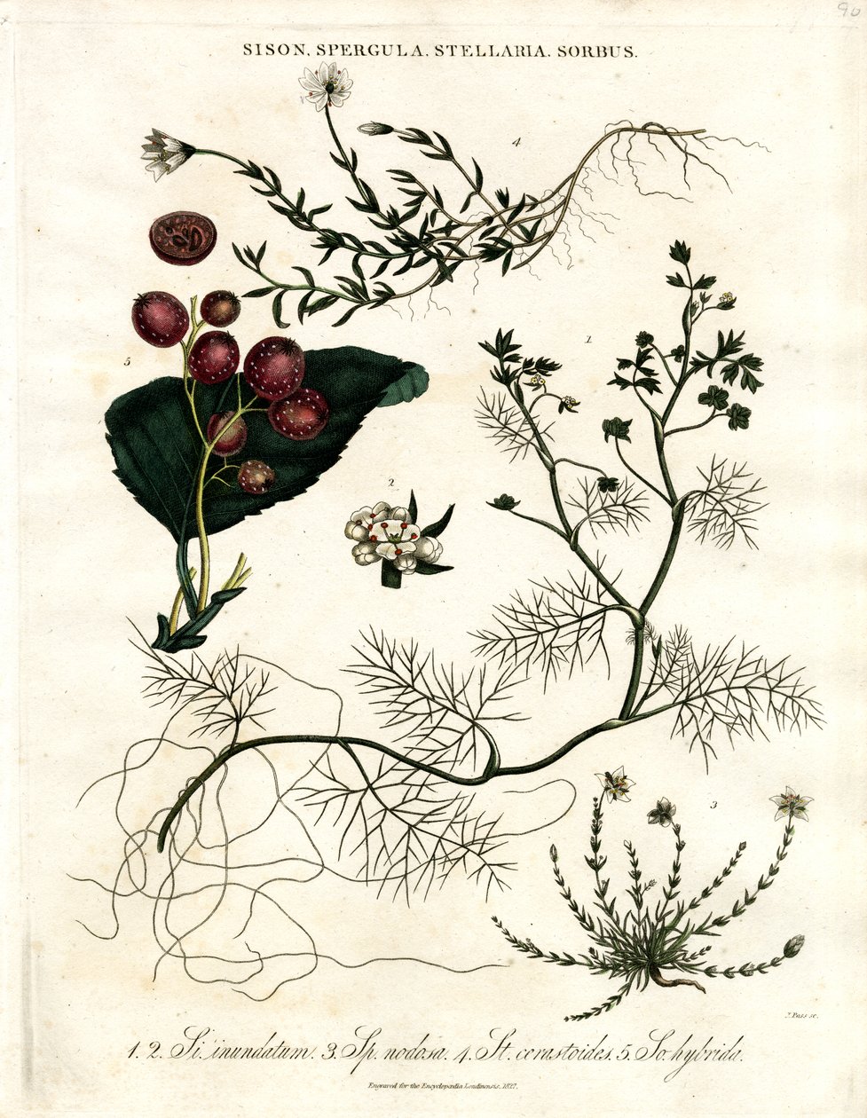 Sison;Spergula;Stellaria;Sorbus tekijältä John Pass