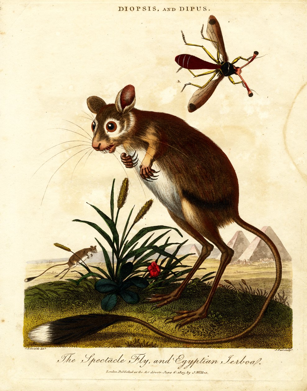 Spectacle Fly ja Egyptian Jerboa tekijältä John Pass