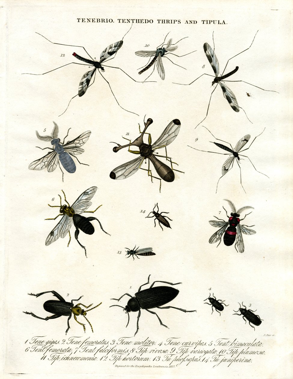 Tenebrio;Tenthedo;Thrips ja Tipula - Hyönteisten monimuotoisuus - Hyönteisten monimuotoisuus tekijältä John Pass