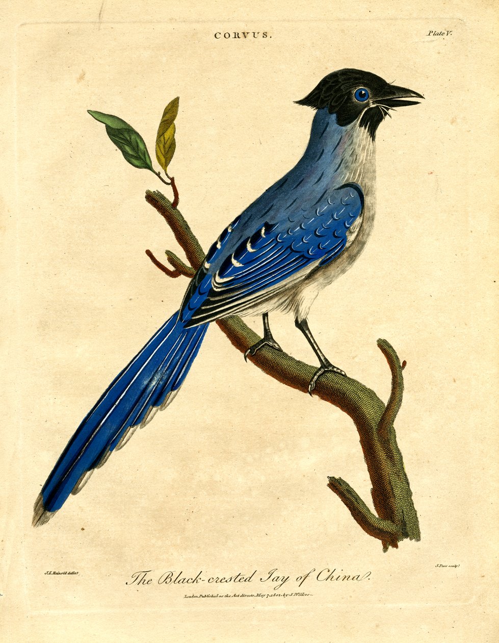 Kiinan mustahiippa tekijältä John Pass